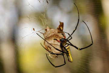 Image of Golden Long-jawed Orb-weaver Spider(Nephila pilipes) eating dead butterflies on the spider web. Insect. Animal - Powered by Adobe