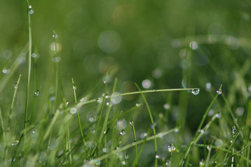 dew in the grass