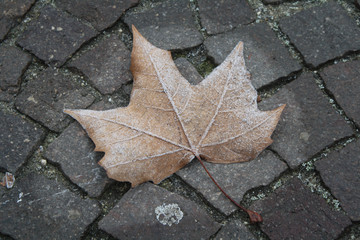 Leaf in winter