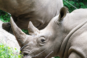 Fototapeta premium Southern white rhinoceros