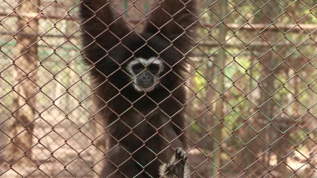 Black gibbons live in cages in the morning in the zoo.