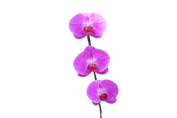 Purple Inflorescence orchid blooming isolated on white background