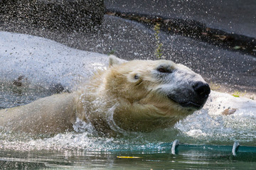 Fototapeta premium Polar bear shaking off water