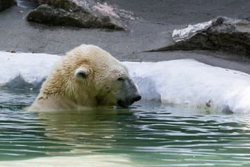 Obraz na płótnie Canvas Polar bear in captivity