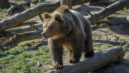 European brown bear