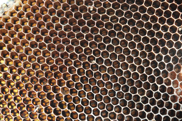 Texture Honeycomb empty on tree brown background on tree