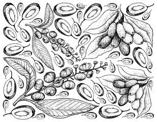 Hand Drawn Background of American Pokeweed and Jambolan Plums