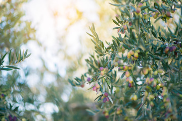 Olive trees garden, mediterranean olive field ready for harvest. Spanish olive grove, branch...