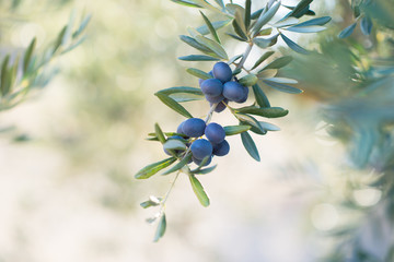 Obraz na płótnie Canvas Spanish olive grove, branch detail. Raw ripe fresh olives growing in mediterranean garden ready to harvest.