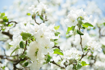 Apple blossoms. Blooming apple tree branch with large white flowers. Flowering. Spring. Beautiful natural seasonsl background with apple tree's flowers.