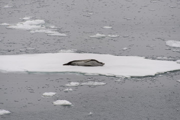 Leopard seal on ice
