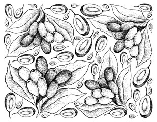 Hand Drawn Background of Fresh Jambolan Plums