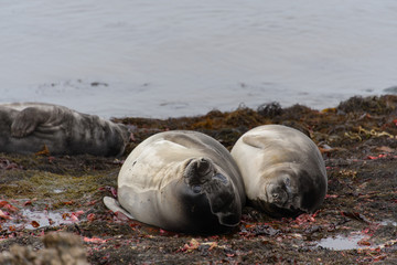 Two elephant seals on beach