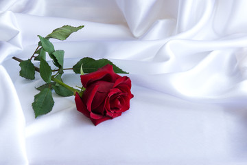 Roses, macro, red, white background, one