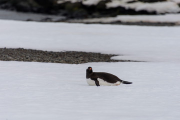 Gentoo penguin creeping