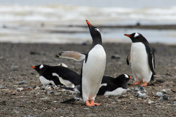 Fototapeta premium Gentoo penguins on beach