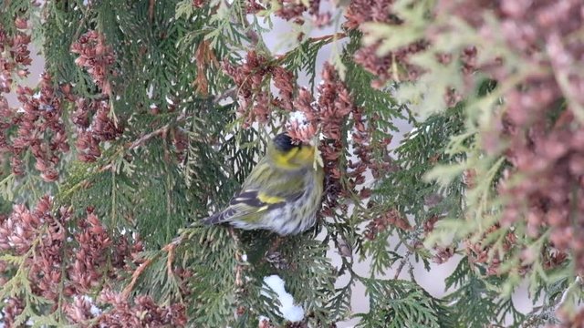 Adult male European siskin eats seeds of thuja in winter (Carduelis spinus)
