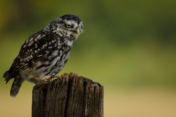 Frowning wild Little Owl