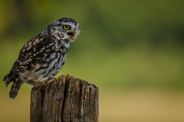 Hunting Little Owl Perched