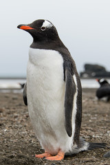 Fototapeta premium Gentoo penguin on beach
