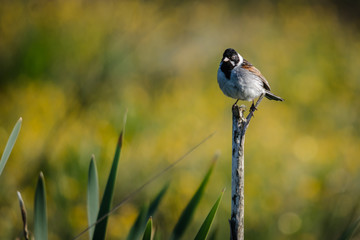 Male Reed Bunting perched