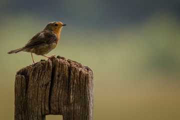 Perched adult Robin
