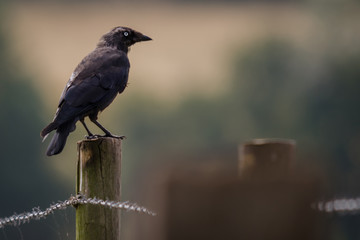 Jackdaw perched on a stump