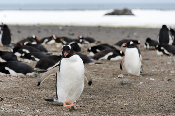 Naklejka premium Gentoo penguin on beach