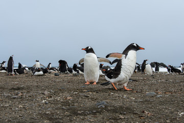 Fototapeta premium Gentoo penguin going
