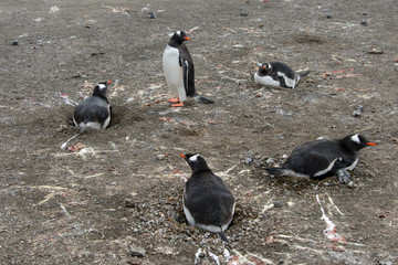 Gentoo penguins on beach