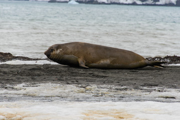 Fototapeta premium Elephant seal on beach