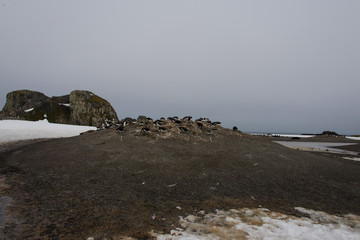 Gentoo penguin's colony