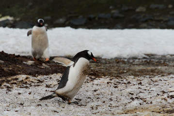 Obraz premium Gentoo penguin going