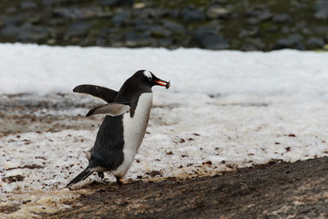 Gentoo penguin going