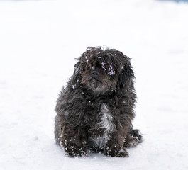 black fluffy dog sitting on the snow