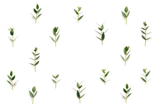 Background With Green Leaves on White Background