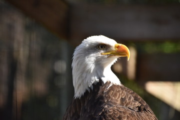 Closeup of Eagle
