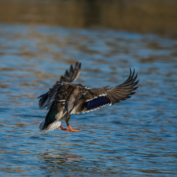 Wildlife photo - common mallard is flies over the lake, Danubian wetland, Slovakia, Europe