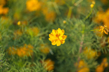 close up of Sulfur Cosmos in the park