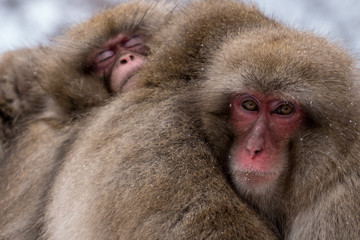 Obraz premium Japanese snow monkeys