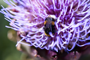 Bee working