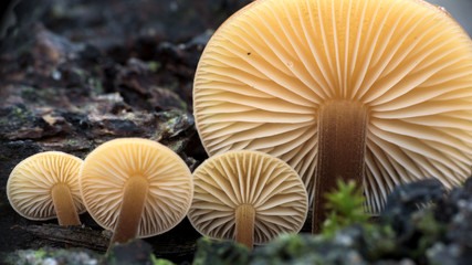 Sunny mushrooms