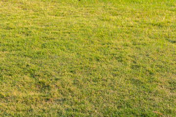 Obraz na płótnie Canvas outdoor grass in the park at thailand