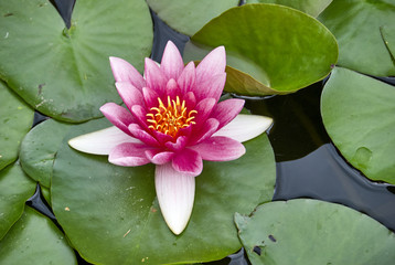 Water lilly on the lake