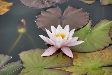 Water lilly on the lake