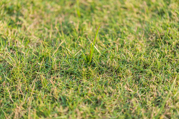 outdoor grass in the park at thailand