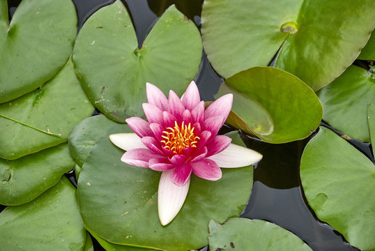 Water lilly on the lake