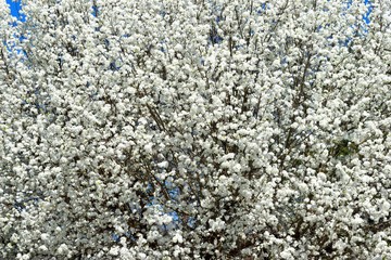 White Floral Dogwood Tree background