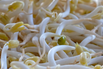bean sprouts for add on cooking