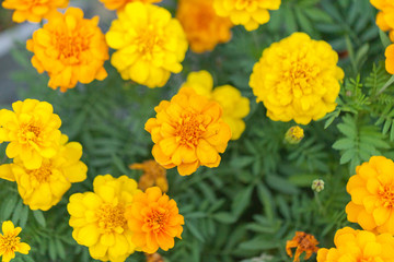 close up of Sulfur Cosmos in the park